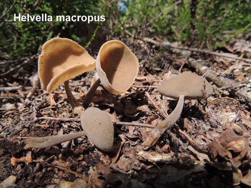 Helvella macropus-amf886.jpg - Helvella macropus ; Syn1: Peziza macropus ; Syn2: Macropodia macropus ; Nom français: Helvelle à long pied
